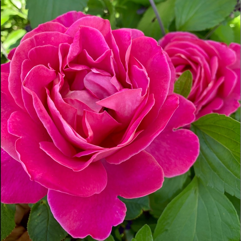 ☀️Love and Sunny Greetings from California!